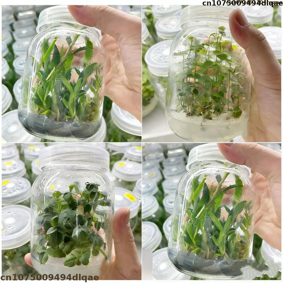 Plant Tissue Culture Agar Powd - Agar Tissue Culture review and price