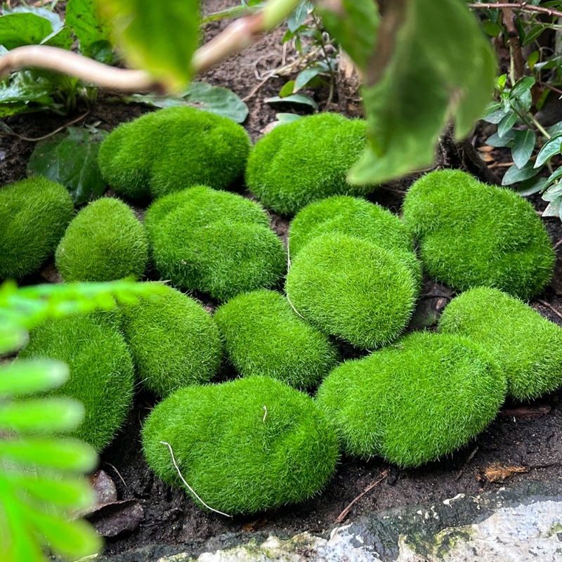 100/5PCS Artificial Moss Rock  - Sphagnum Moss Dry review and price