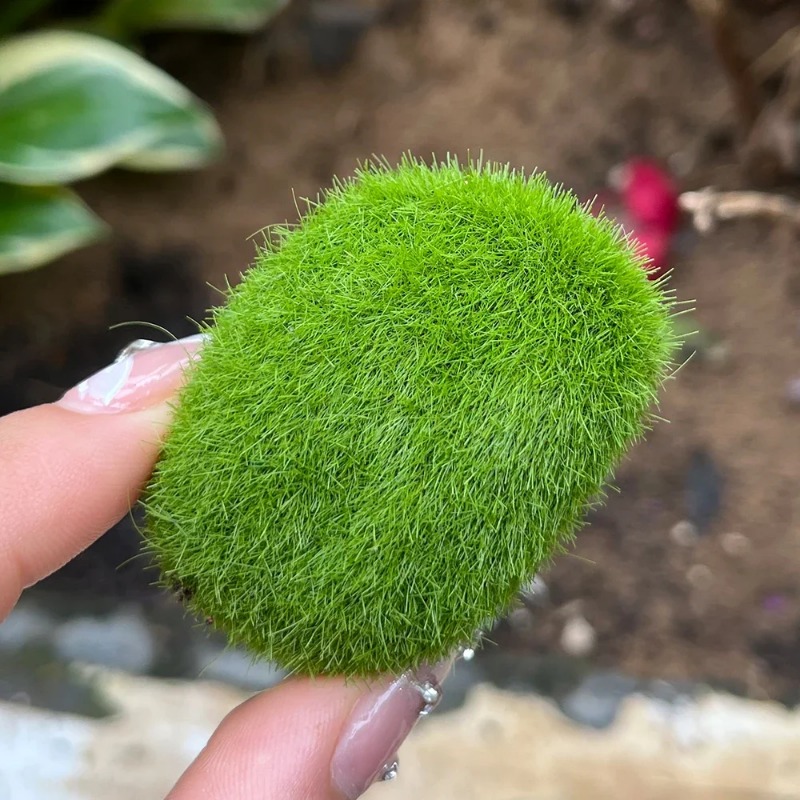 100/5PCS Artificial Moss Rock  - Sphagnum Moss Dry review and price